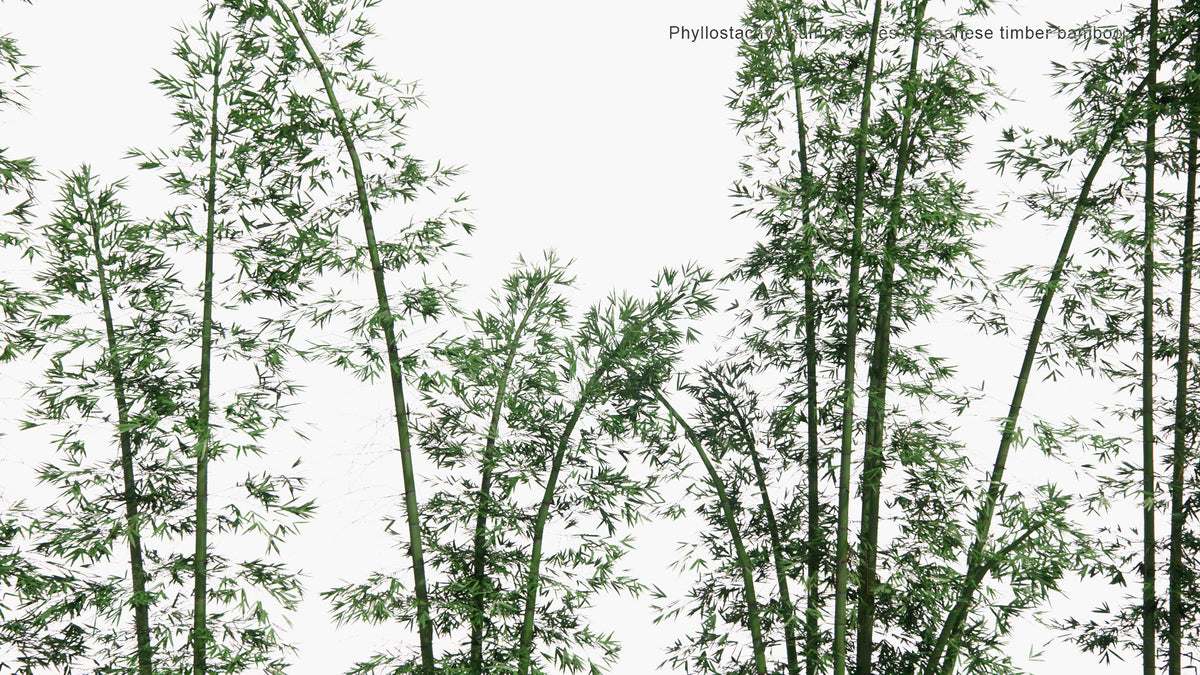 The Low Poly Phyllostachys Bambusoides - Madake, Giant Timber Bamboo ...